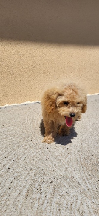 Maltipoo-Bipooo 