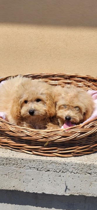 Maltipoo-Bipooo 