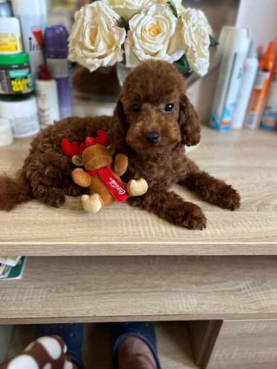 Francuske Toy i patuljaste pudle, prelepe bebe