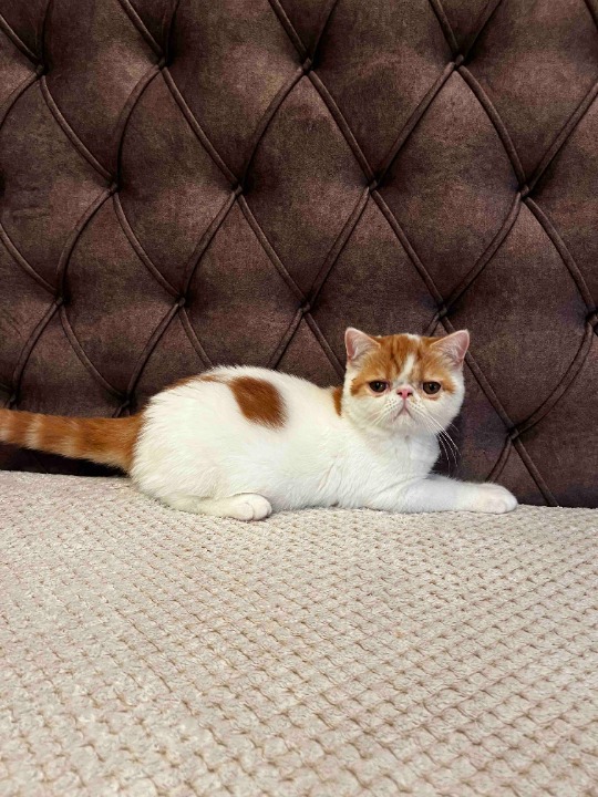 Egzotični kratkodlaki mačići (Exotic Shorthair)