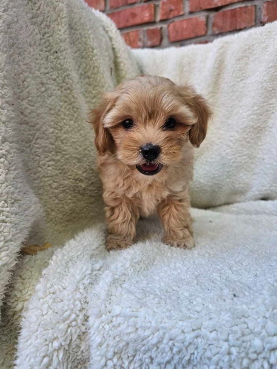 Maltipoo stenci spremni su za preuzimanje 