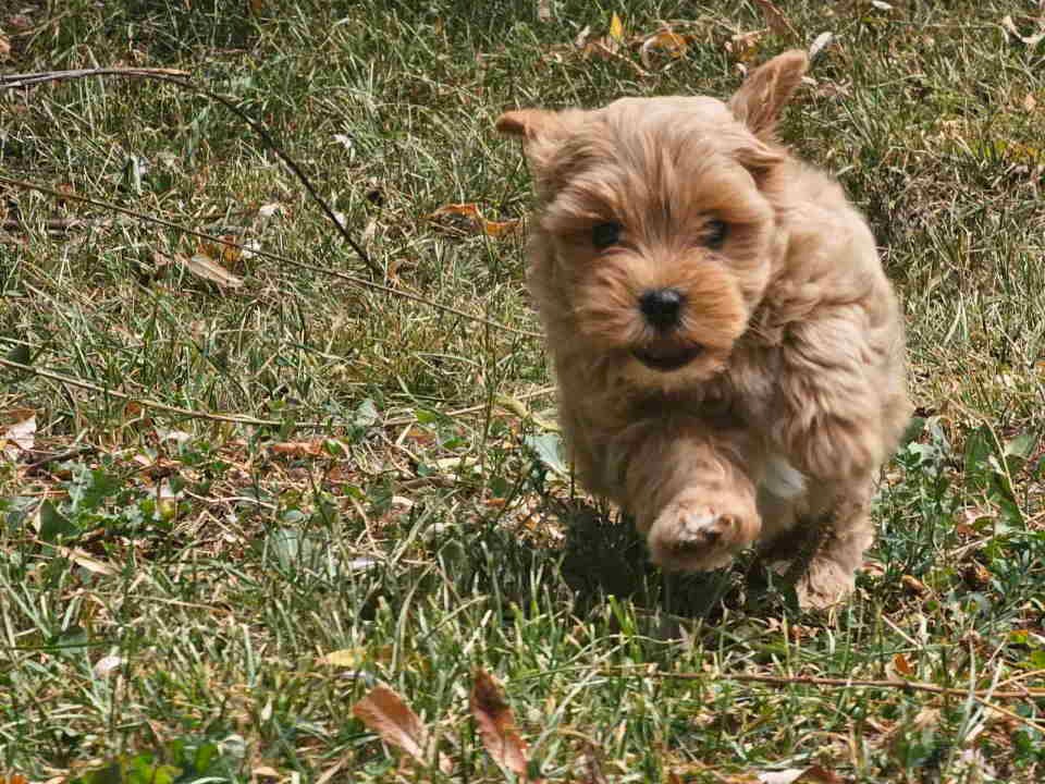 Maltipoo stenci spremni su za preuzimanje 