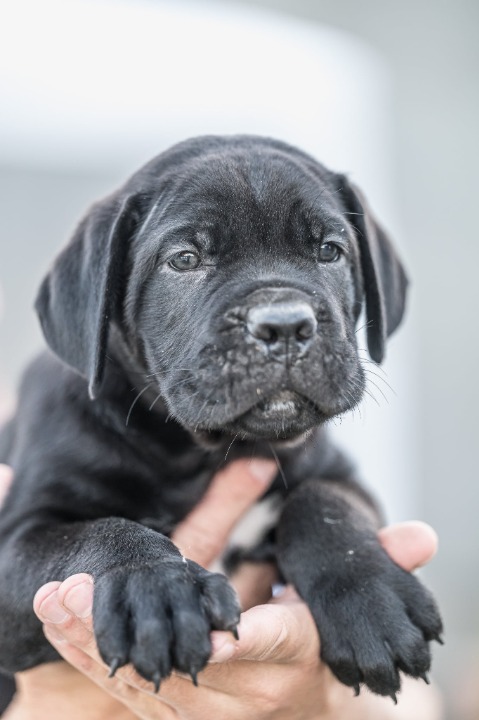 Cane Corso prelepi štenci