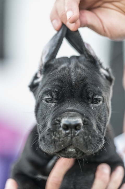 Cane Corso prelepi štenci