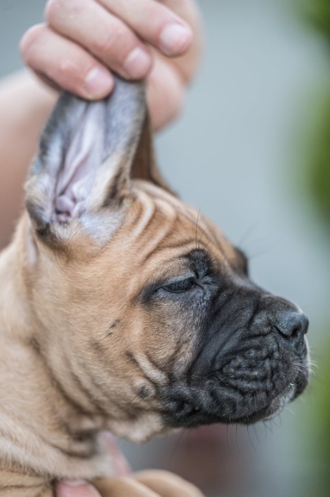 Cane Corso prelepi štenci