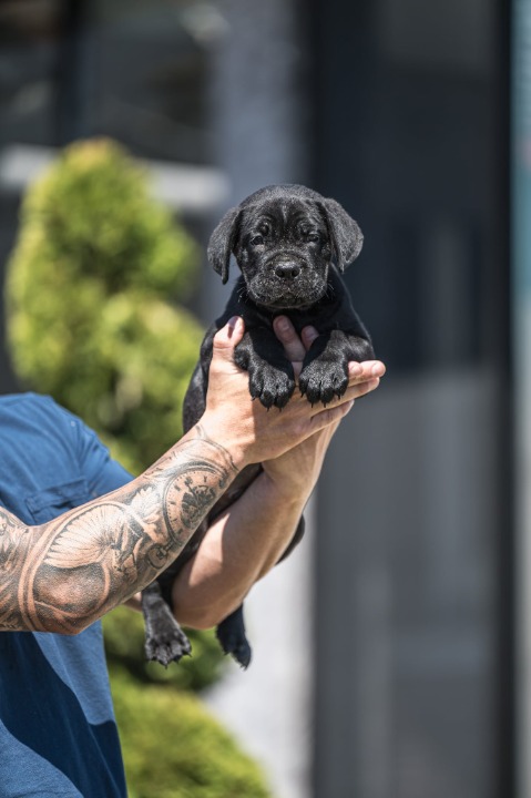 Cane Corso prelepi štenci