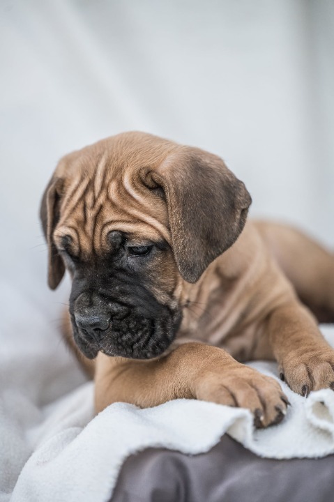 Cane Corso prelepi štenci