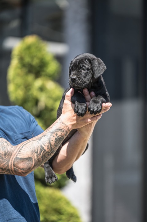 Cane Corso prelepi štenci