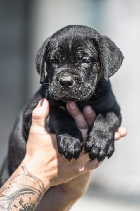 Cane Corso prelepi štenci