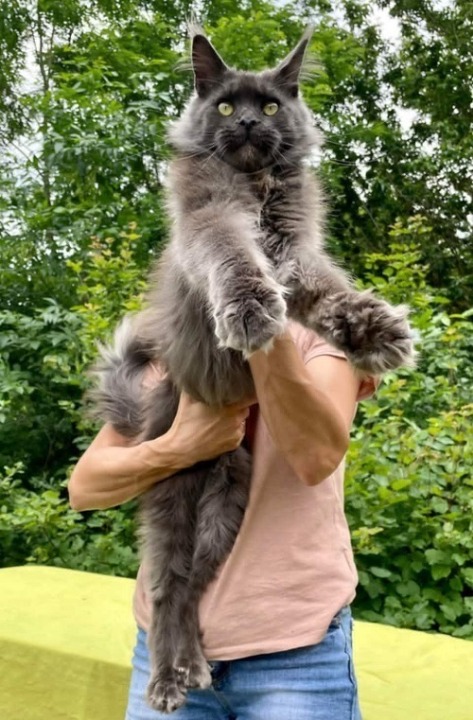 Maine Coon mačići 