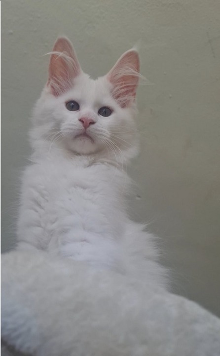 Maine Coon mačići 