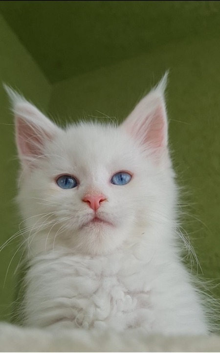 Maine Coon mačići 