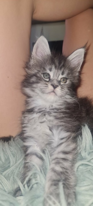 Maine Coon mačići 