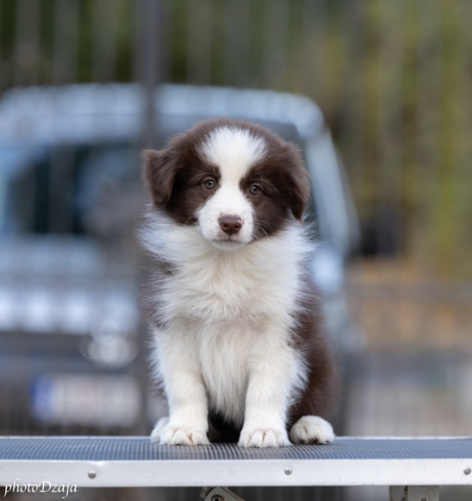 Border Collie Border Koli štenci