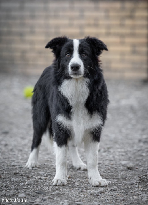 Border Collie Border Koli štenci