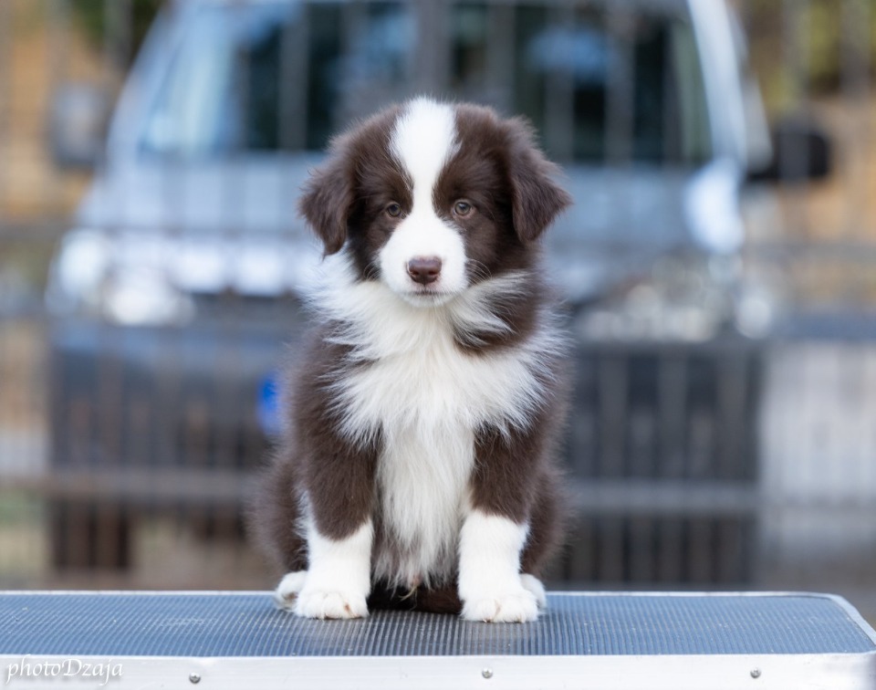 Border Collie Border Koli štenci