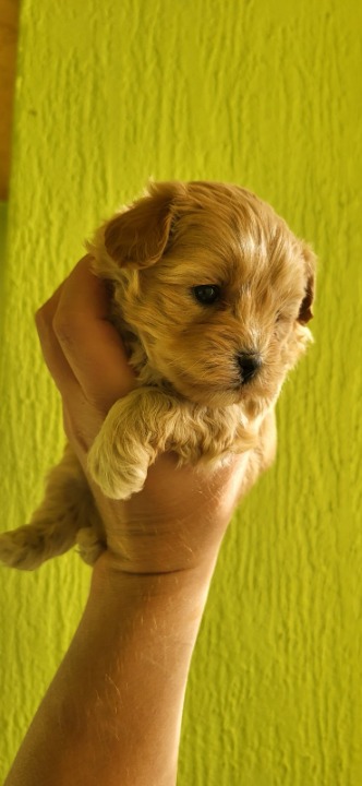 Maltipoo stenci