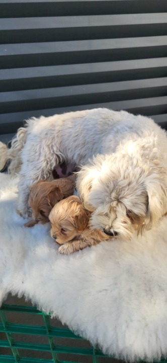 Maltipoo stenci