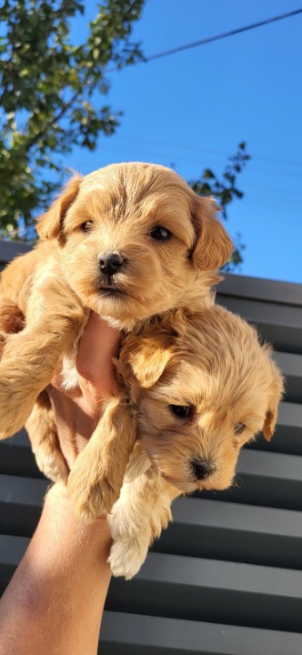 Maltipoo stenci