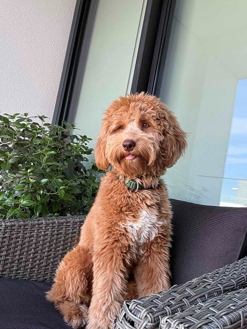 Labradoodle F1b preslatki štenci