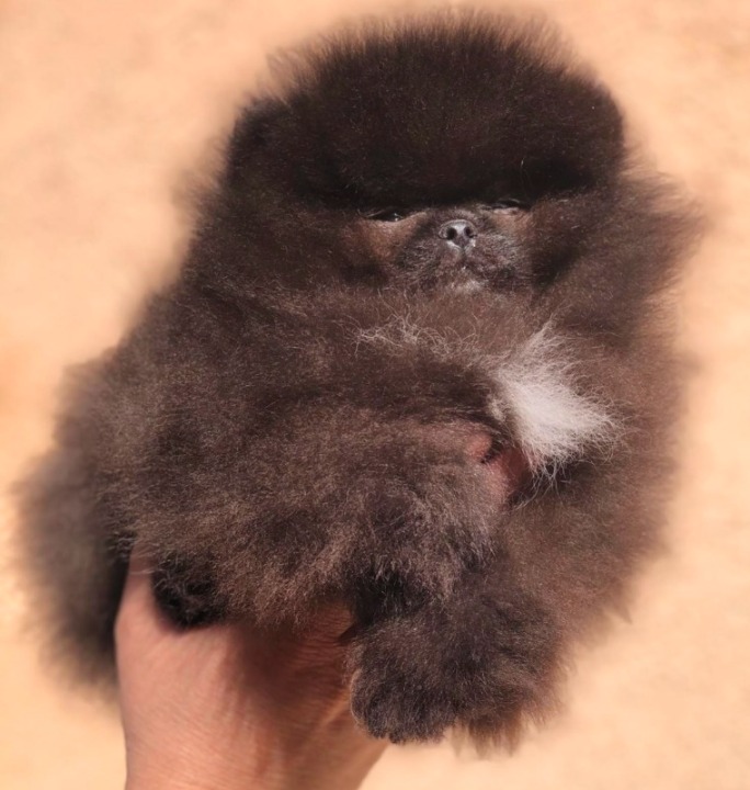 Pomeranac / Pomeranian / Boo štenci