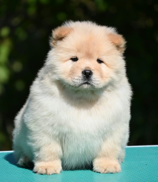 Chow Chow Čau Čau štenci