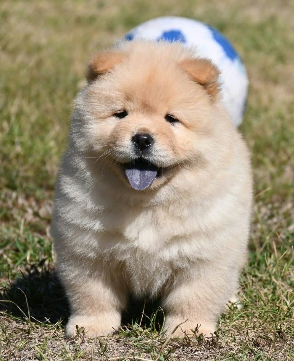Chow Chow Čau Čau štenci